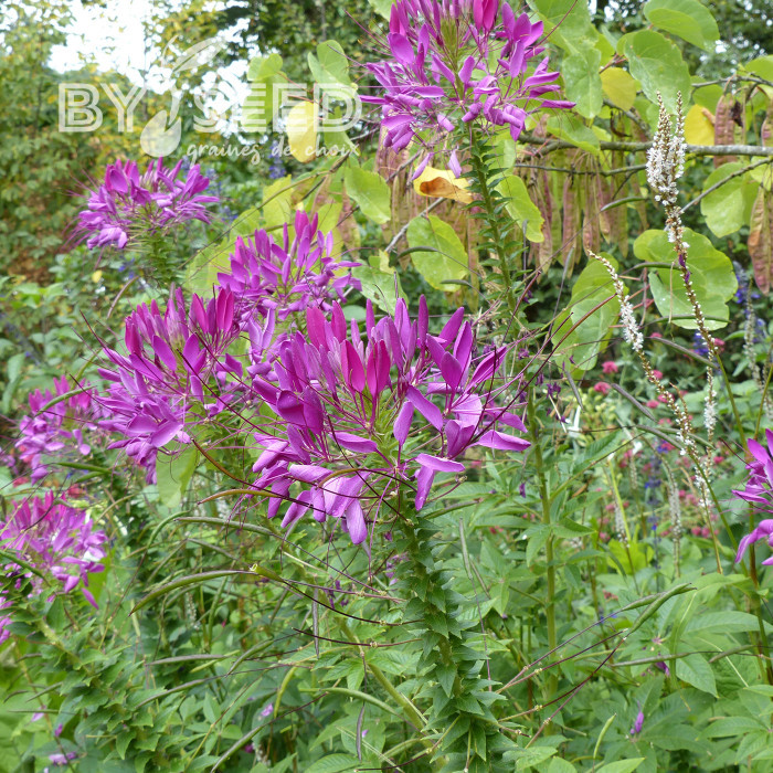Cléome épineux Violet Queen