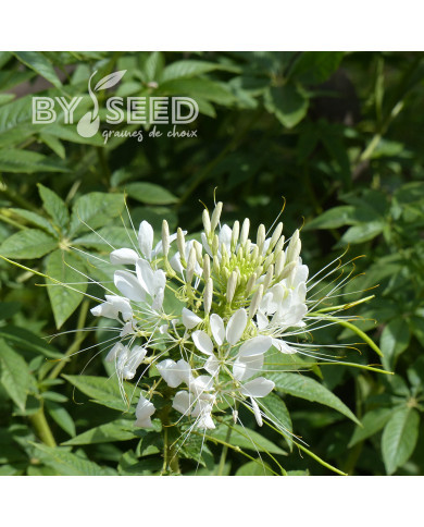 Cléome épineux White Queen