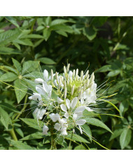 Cléome épineux Violet Queen