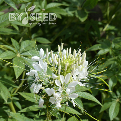 Cléome épineux White Queen