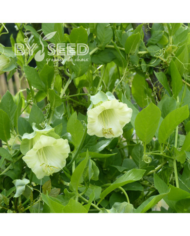 Cobée grimpante blanche