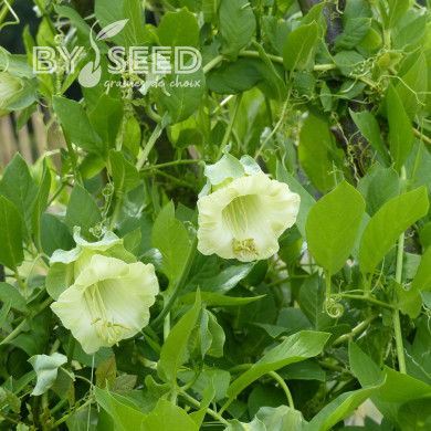 Cobée grimpante blanche