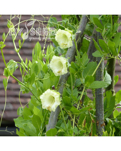 Cobée grimpante blanche