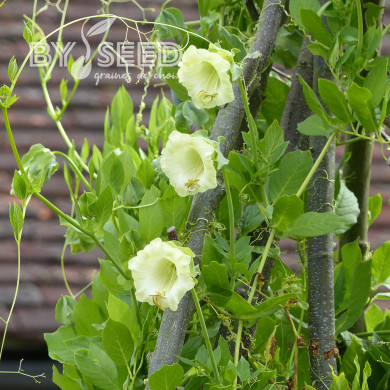 Cobée grimpante blanche