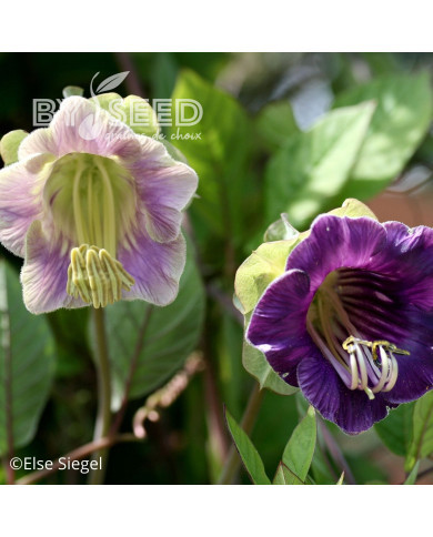 Cobée grimpante bleue