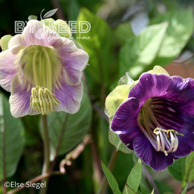 Cobée grimpante bleue
