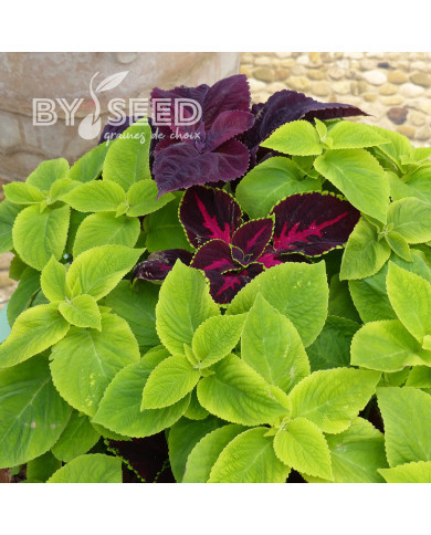 Coléus Mezmerize® Bright Green