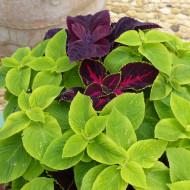 Coléus Mezmerize® Bright Green