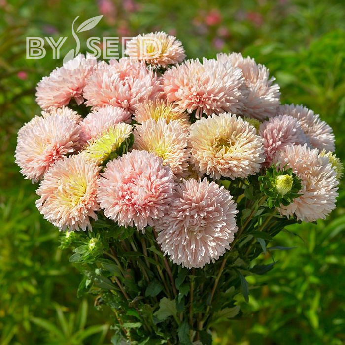 Reine-marguerite King Size Apricot