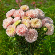 Reine-marguerite King Size Apricot