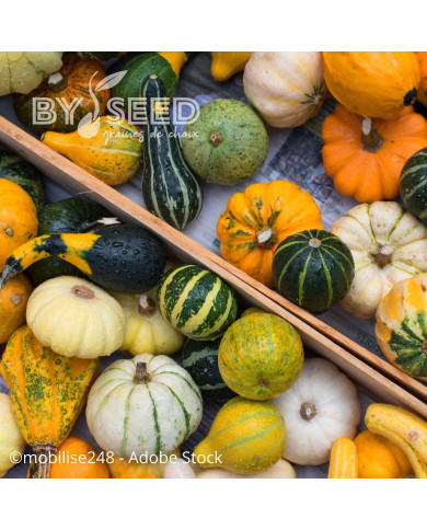 Coloquinte à petits fruits