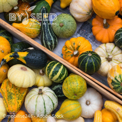 Coloquinte à petits fruits