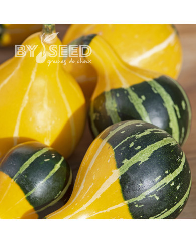 Coloquinte Pear Bicolor
