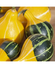 Corbeille d'Argent - Cerastium biebersteinii