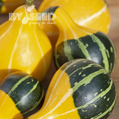 Coloquinte Pear Bicolor