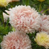 Reine-marguerite King Size Apricot