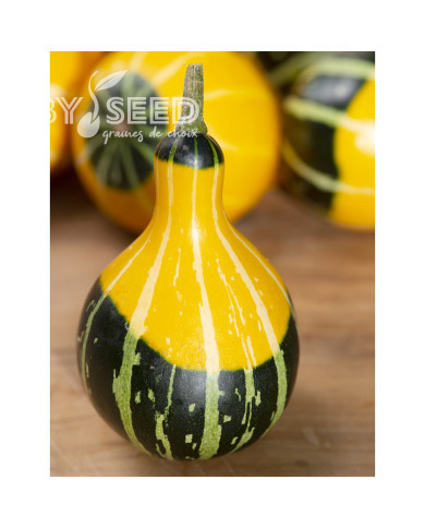 Coloquinte Pear Bicolor