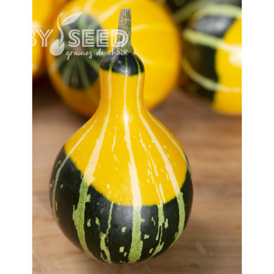 Coloquinte Pear Bicolor
