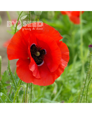 Coquelicot à grande fleur rouge
