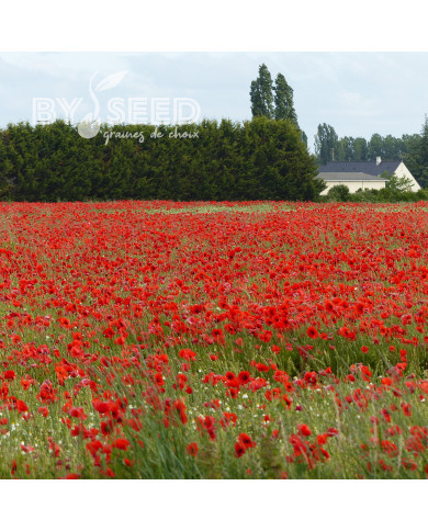 Coquelicot à grande fleur rouge