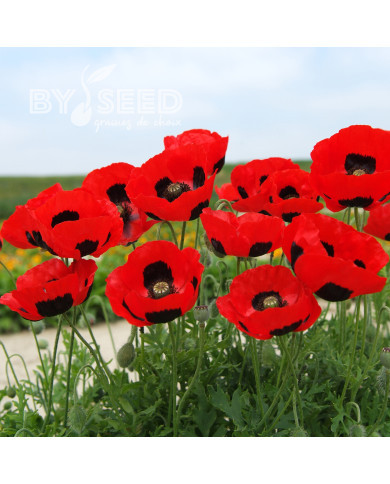 Coquelicot coccinelle (P. commutatum Ladybird)