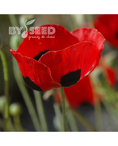 Coquelicot coccinelle (P. commutatum Ladybird)