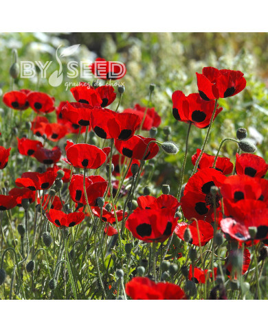 Coquelicot coccinelle (P. commutatum Ladybird)