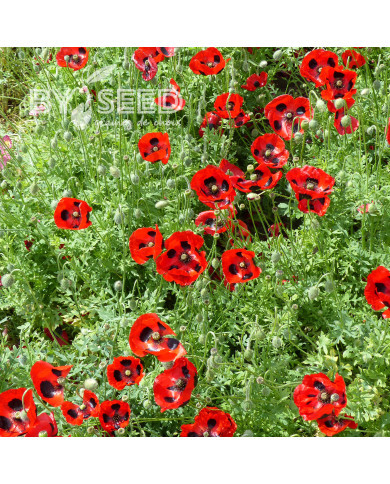 Coquelicot coccinelle (P. commutatum Ladybird)