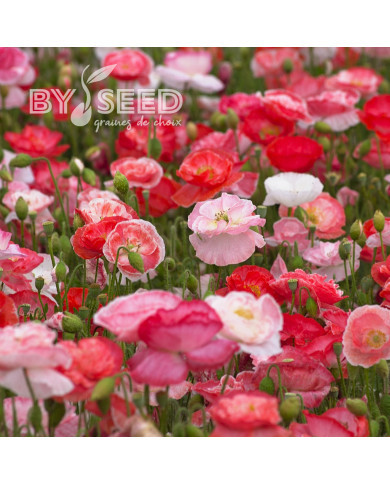 Coquelicot double Falling in Love