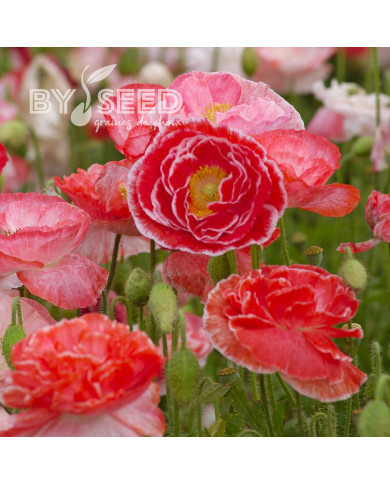 Coquelicot double Falling in Love