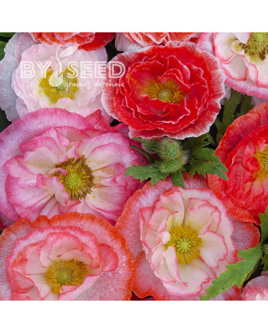 Coquelicot double Falling in Love