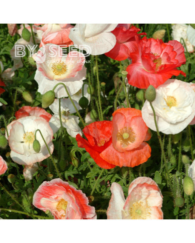 Coquelicot double Falling in Love