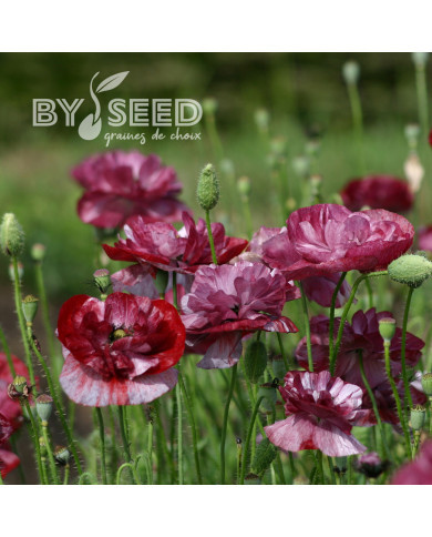 Coquelicot double Pandora