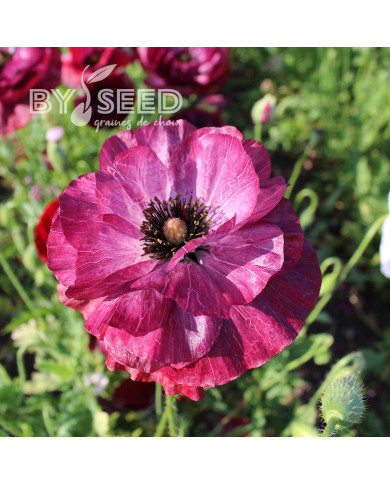 Coquelicot double Pandora