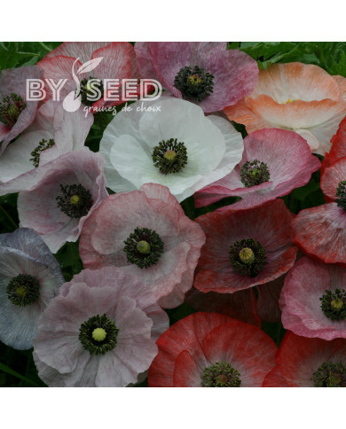Coquelicot Mother of Pearl