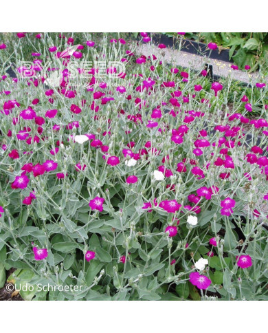 Coquelourde des jardins Dancing Ladies Mix