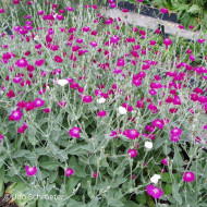 Coquelourde des jardins Dancing Ladies Mix