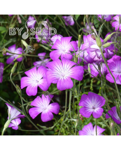 Coquelourde Purple Queen