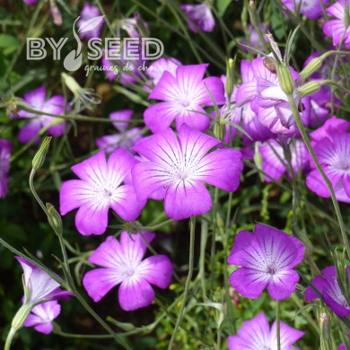 Coquelourde Purple Queen