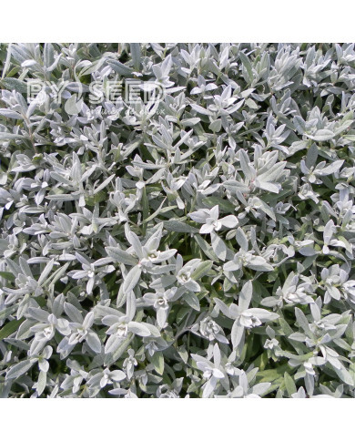 Corbeille d'Argent - Cerastium biebersteinii