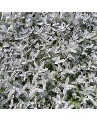 Coréopsis annuel des teinturiers