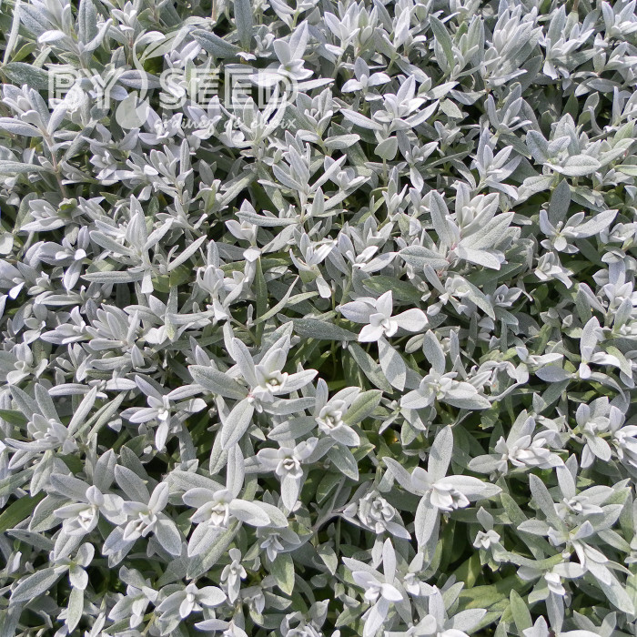 Corbeille d'Argent - Cerastium biebersteinii