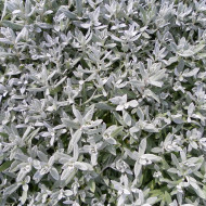 Corbeille d'Argent - Cerastium biebersteinii