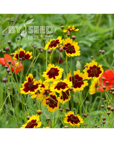 Coréopsis annuel des teinturiers
