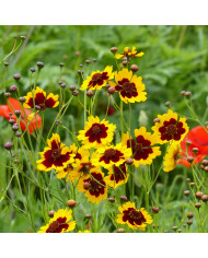 Corbeille d'Argent - Cerastium biebersteinii
