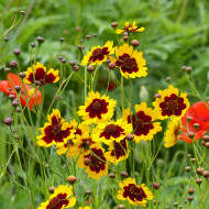 Coréopsis annuel des teinturiers