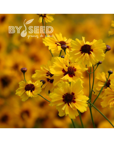 Coréopsis annuel Golden Roulette
