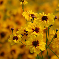 Coréopsis annuel Golden Roulette
