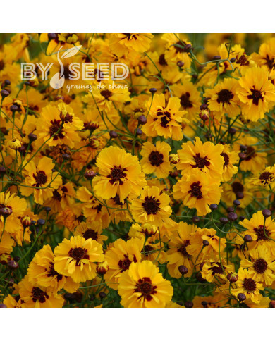 Coréopsis annuel Golden Roulette