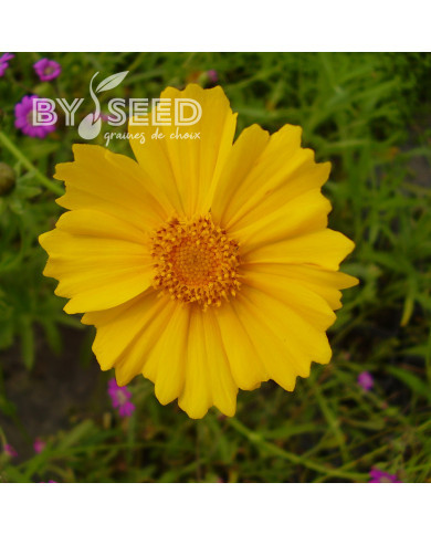 Coréopsis vivace Mayfield Giants